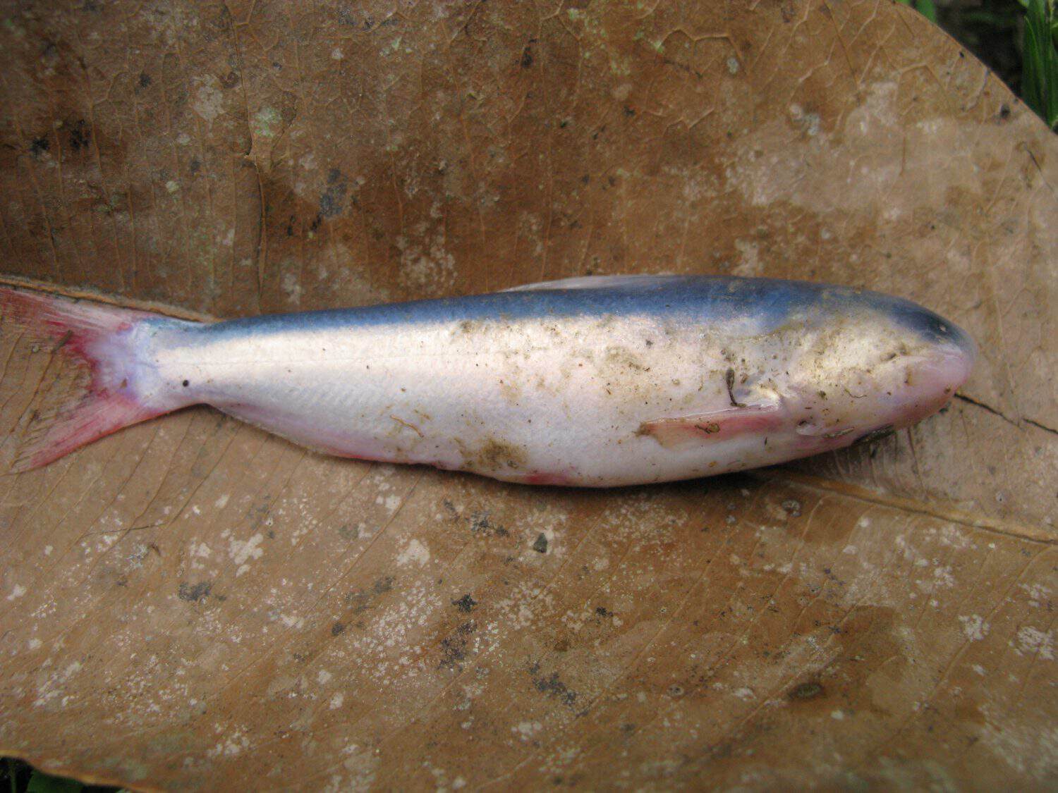Cetopsis coecutiens, Trichomycteridae family in myths and legends cite aggressive catfish, hence called in Brazil, Candiru-açu. Amazon Creek, Brazil