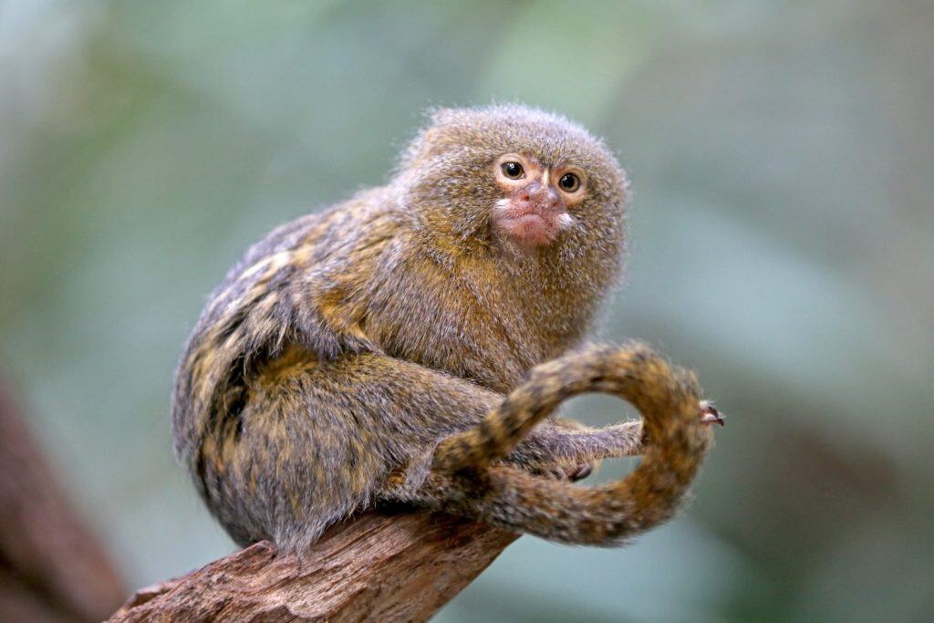 Pygmee monkey portrait