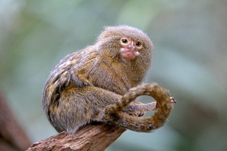 Pygmee monkey portrait