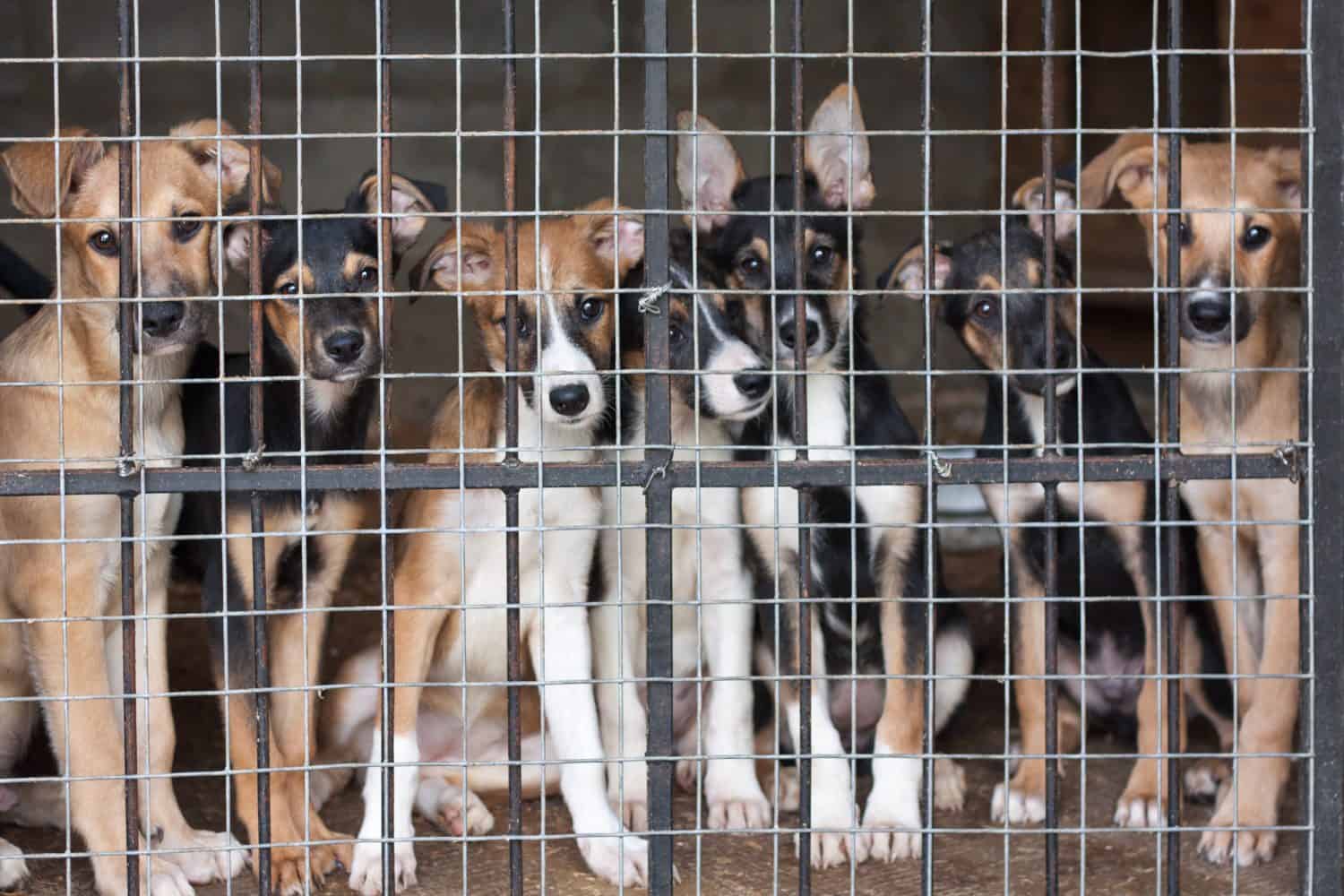 Many cute puppies locked in the cage