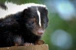Striped Skunk