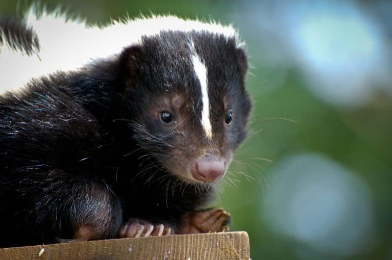 Skunk