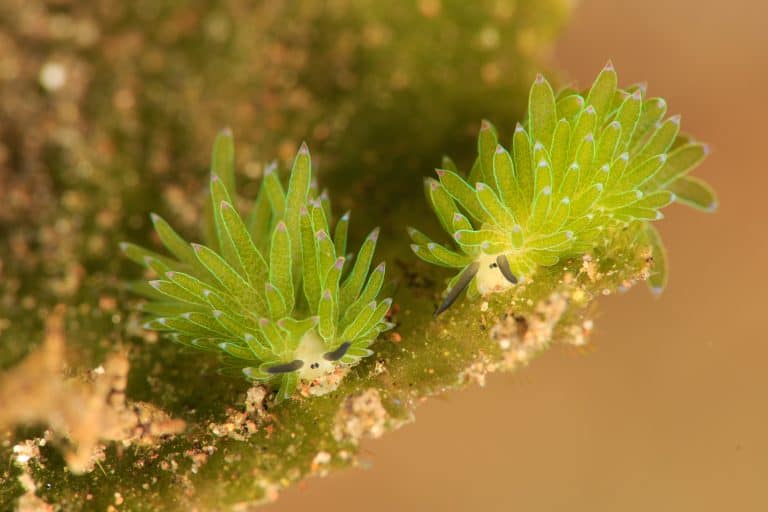 A pair of Costasiella sea slugs / nudibranchs on their natural habitat – an algae leaf.