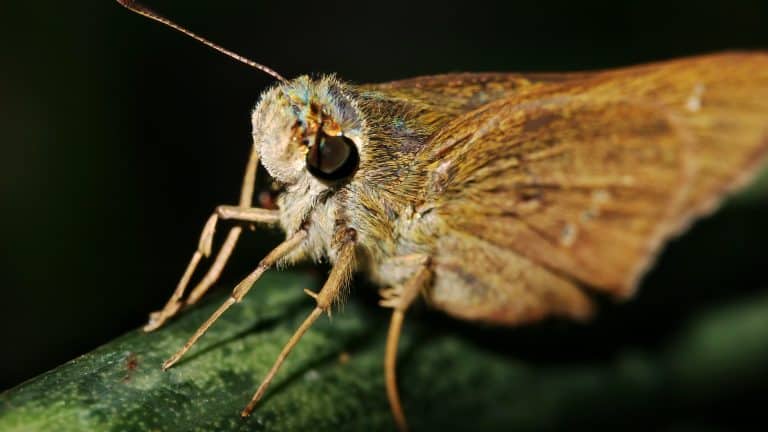 Poweshiek Skipperling butterfly, also known as Oarisma Poweshiek, perched on a green leaf