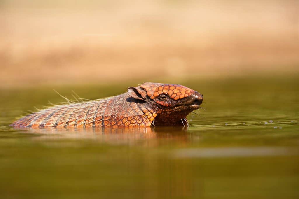 Wild armadillo swimming in the water