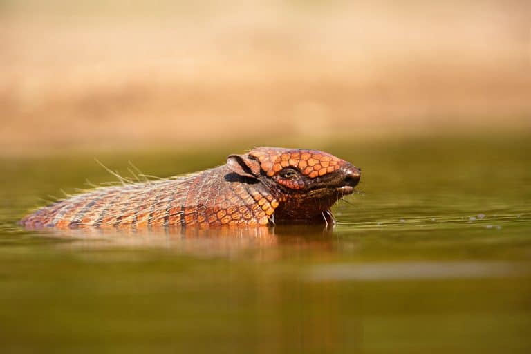 Wild armadillo swimming in the water