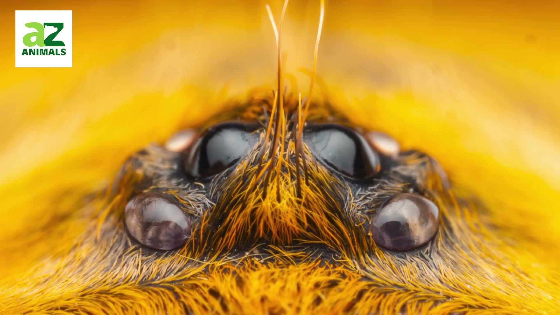Stunning macro of bee/insect eyes, vivid yellow, highly captivating