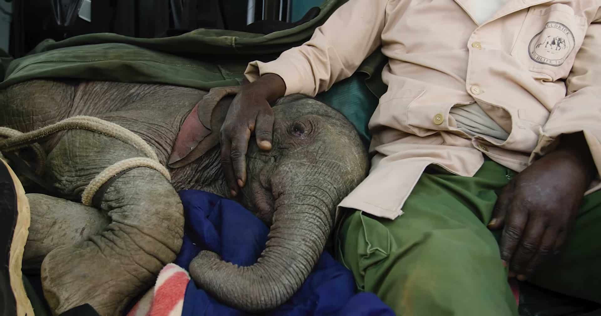 Tender rescue scene with caretaker cradling baby elephant, very emotive