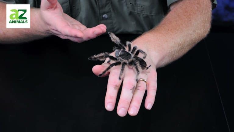 Close-up of tarantula on hand, clear and engaging