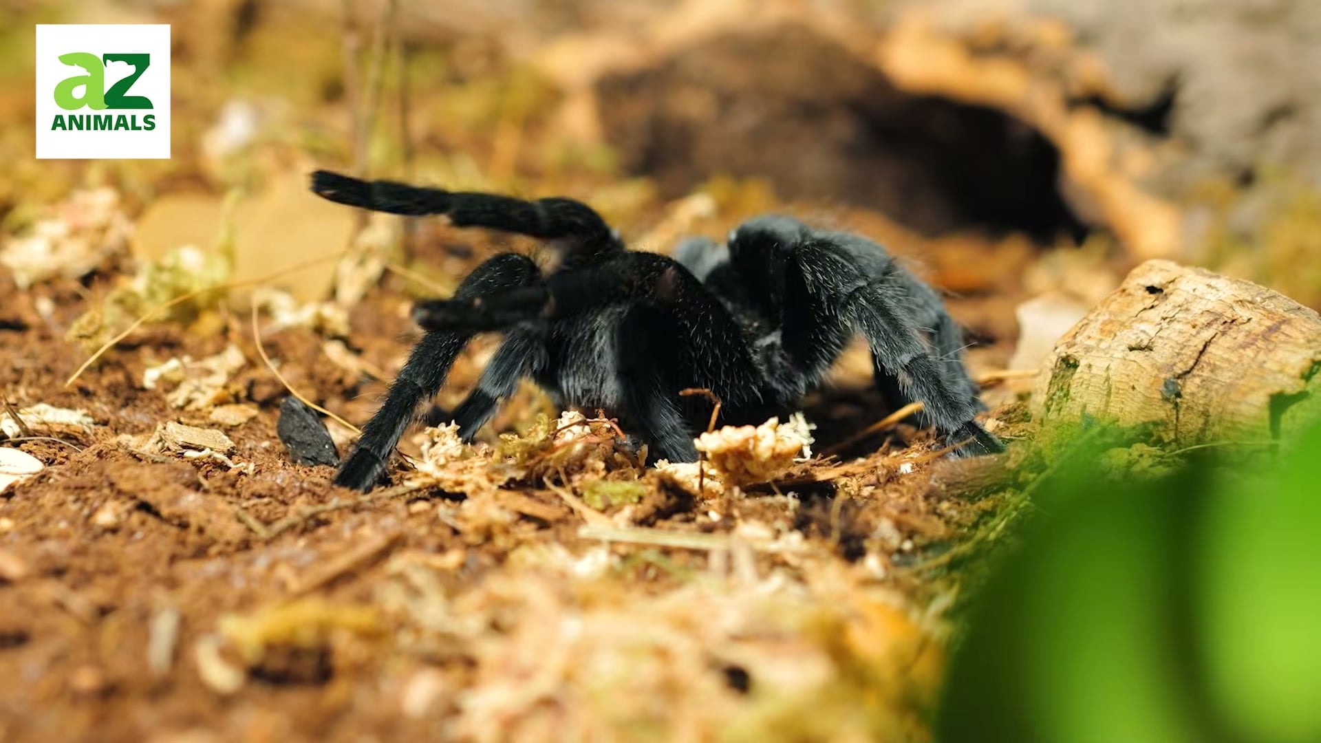 Sharp close-up of black tarantula in natural setting