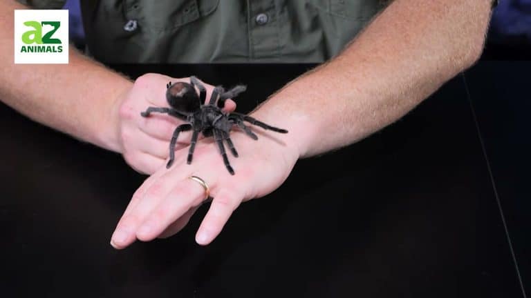 Clear tarantula on handler's hands with good contrast