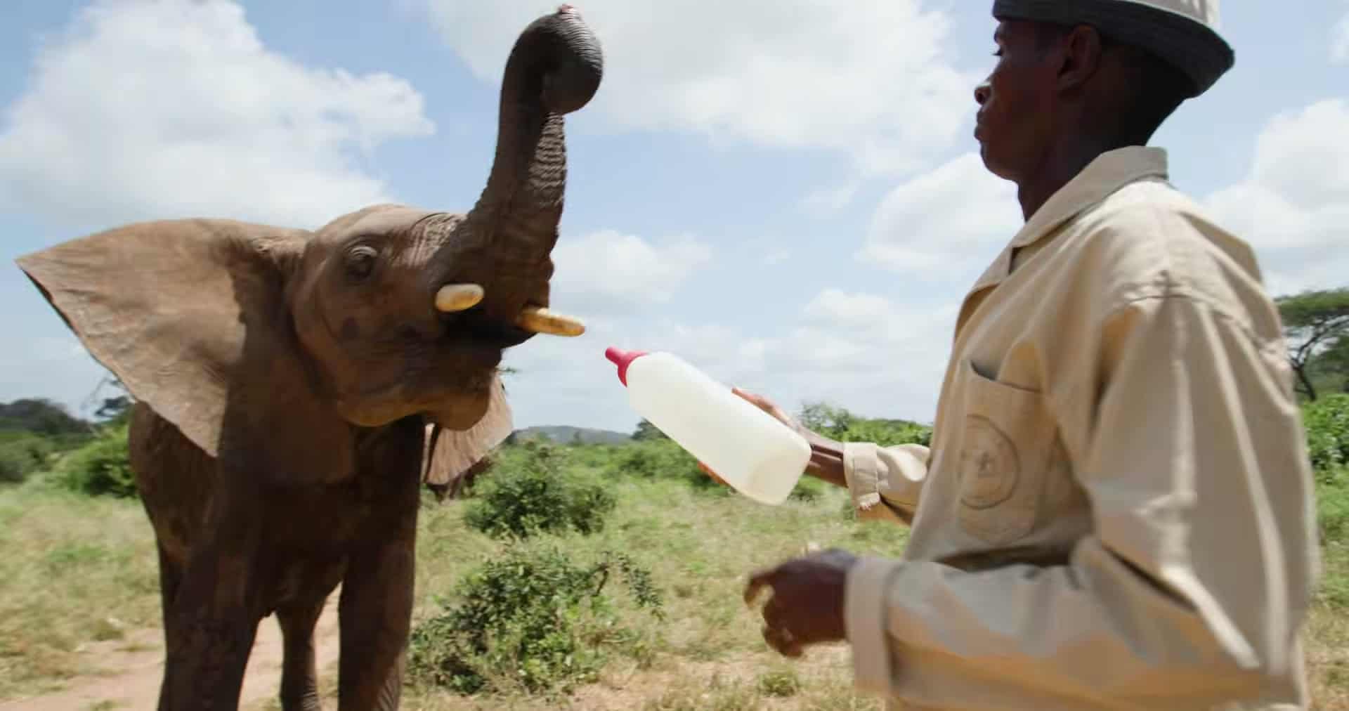 Baby elephant eagerly reaching for milk bottle, clear and joyful