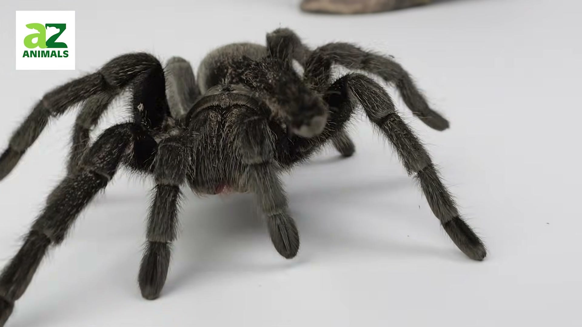 Stunning front-facing macro with fangs visible