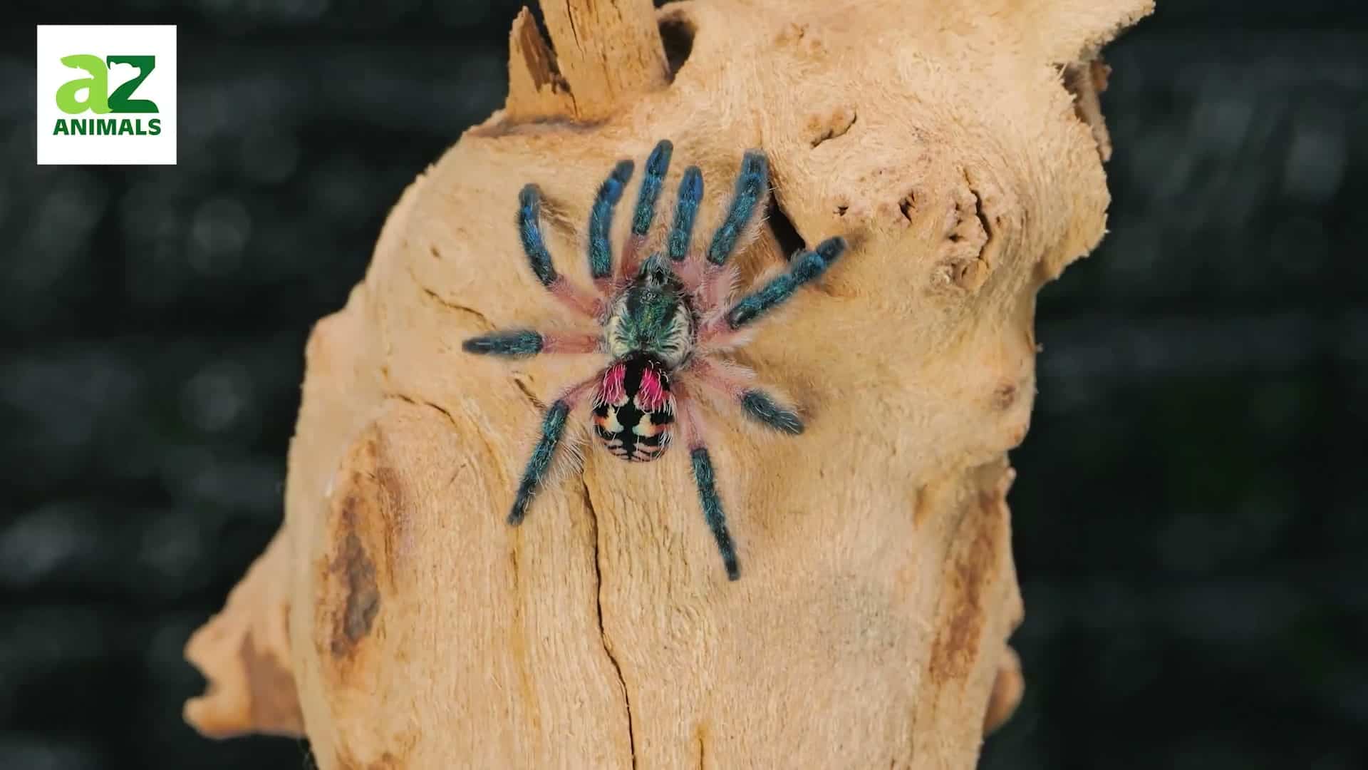 Stunning colorful tarantula on wood, vivid blue-pink tones