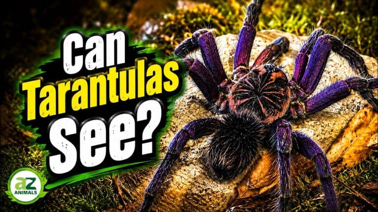 How Do Tarantulas See? The Surprising Truth About Their Eyes, Webs & Super-Senses