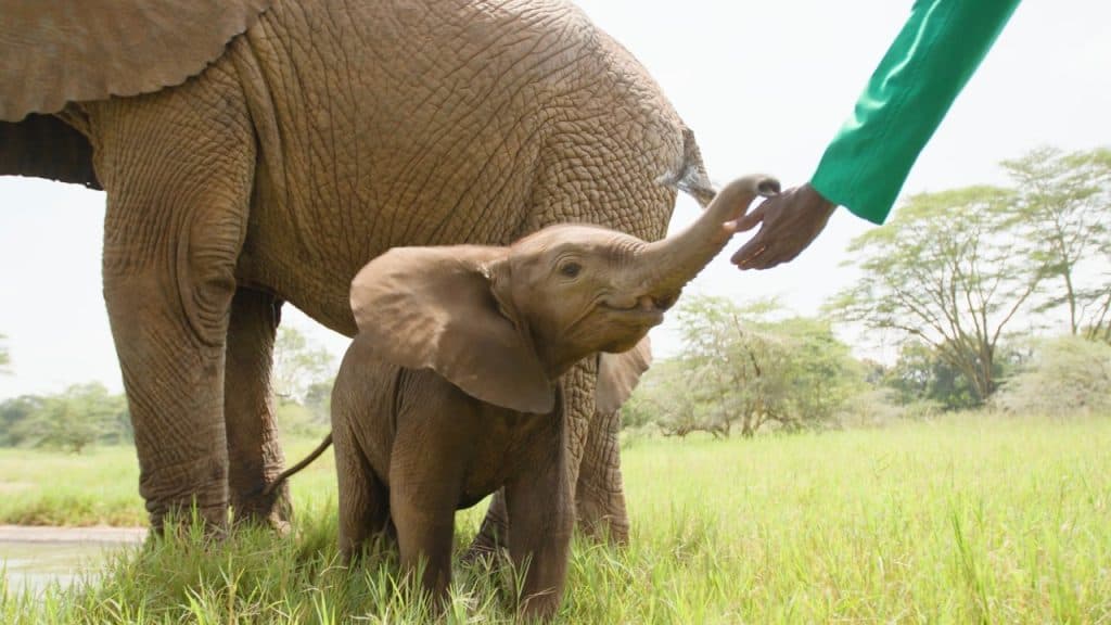 This Elephant Turned a Tree Branch into a Giant Q-Tip - A-Z Animals