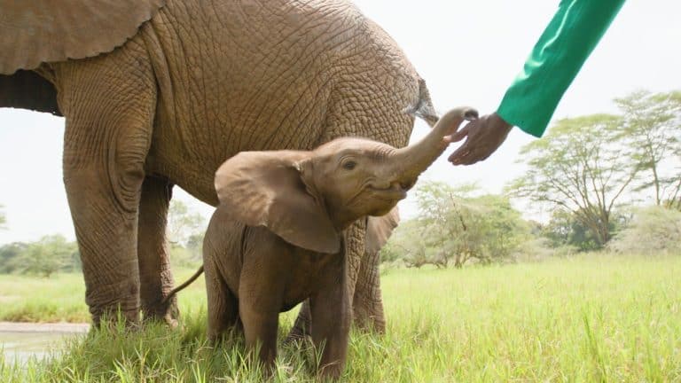 Extraordinary Stories, One Orphaned Elephant at a Time | Sheldrick Wildlife Trust