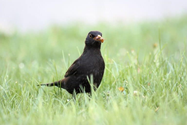 If a blackbird comes back to your garden each morning, it's never chance