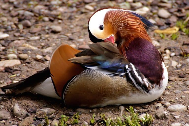 A vibrant mandarin duck with striking orange, purple, and blue feathers resting on a rocky lake shore in northern Italy.