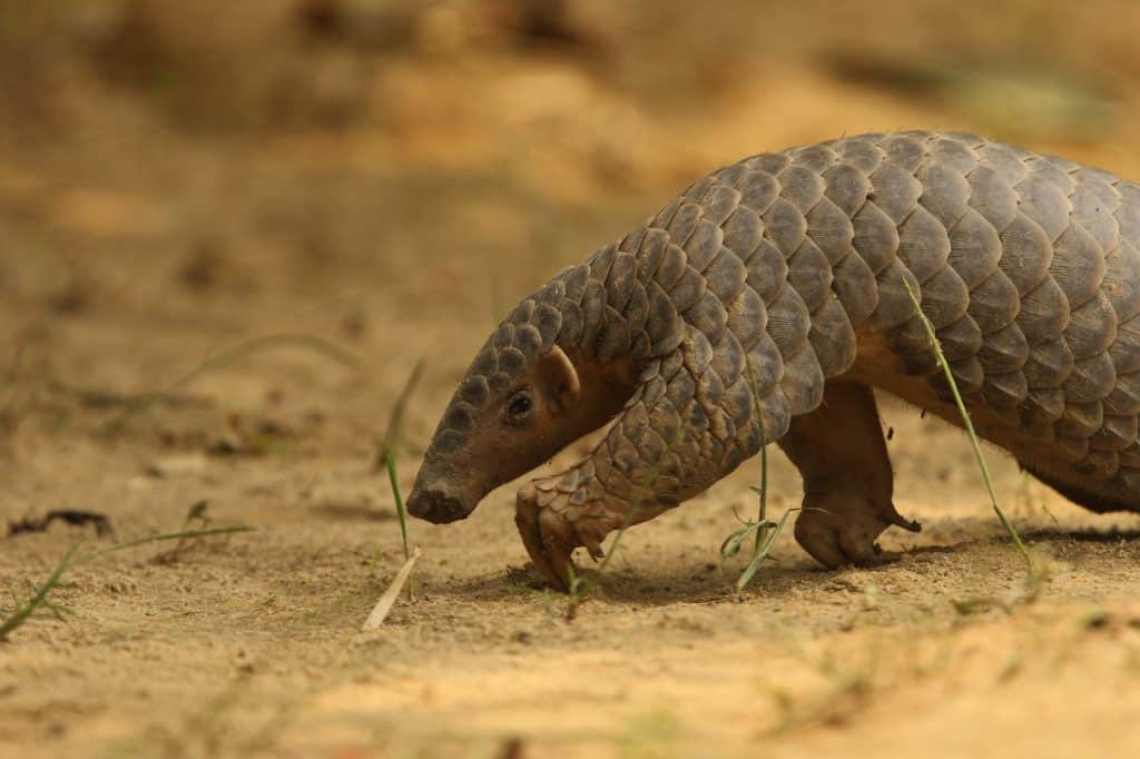 Chinese pangolin (Manis pentadactyla) in Lawachara National Park, Bangladesh.