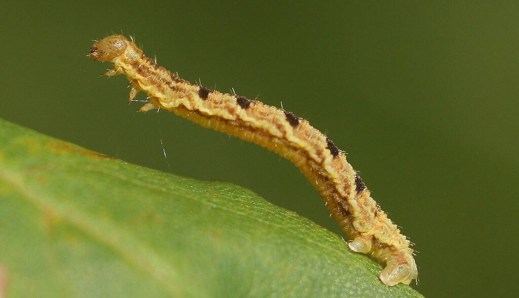 Golden-rod Pug moth (Eupithecia virgaureata) caterpillar