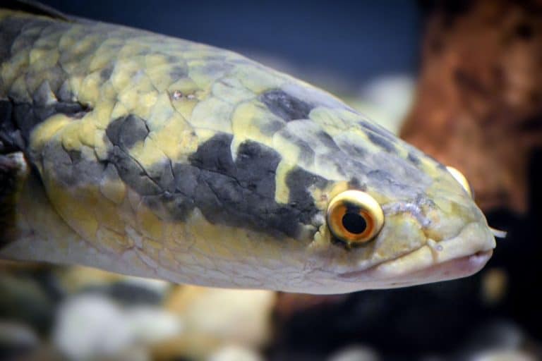 50,000 eggs per female: why this Asian fish now worries wildlife officials