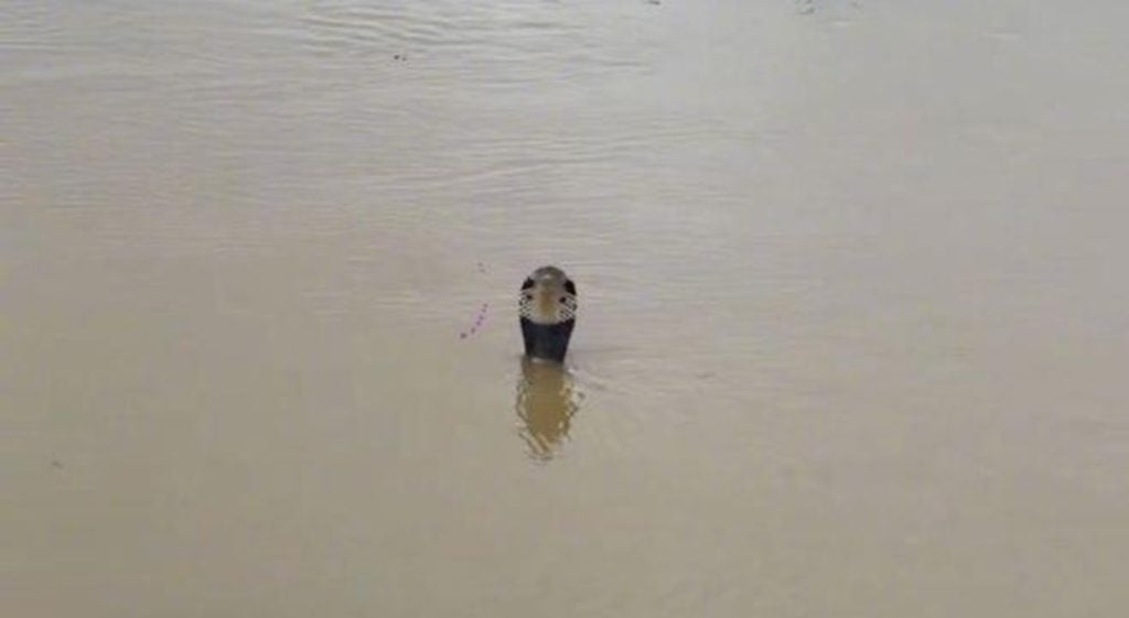 Cobra in floodwaters in China