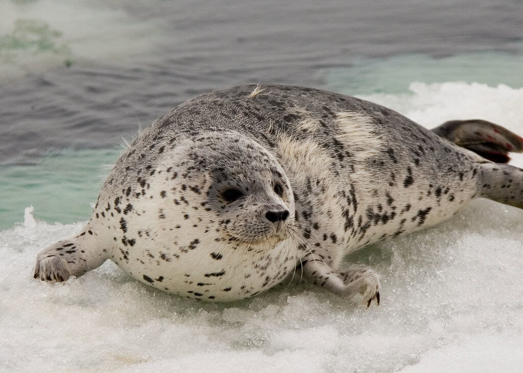 young spotted seal III