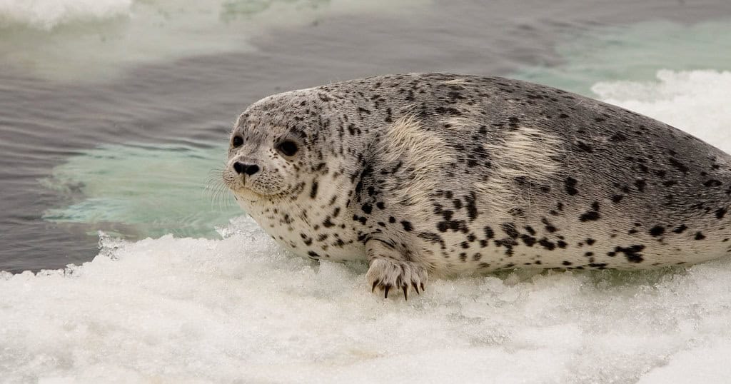 young spotted seal II