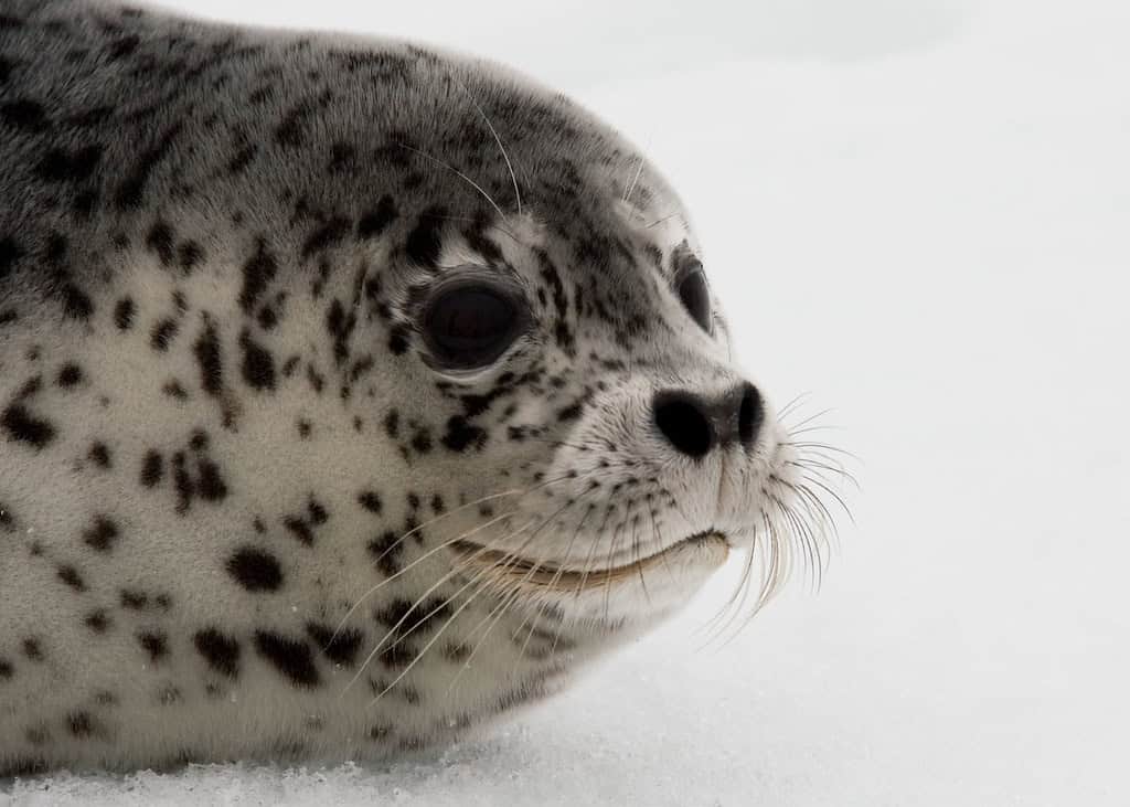 Young Spotted Seal