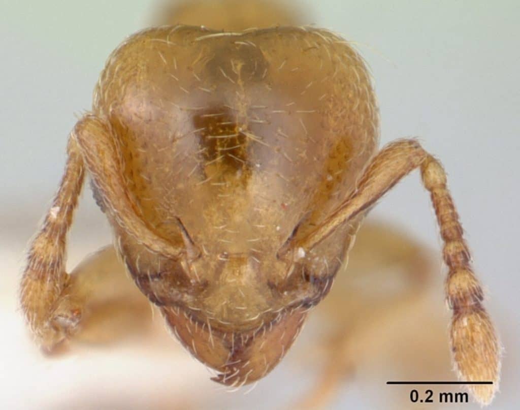 Allomerus decemarticulatus