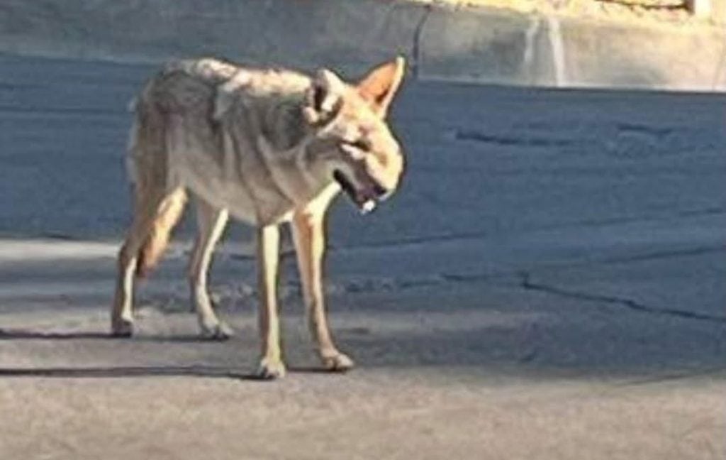 Wendy the coyote