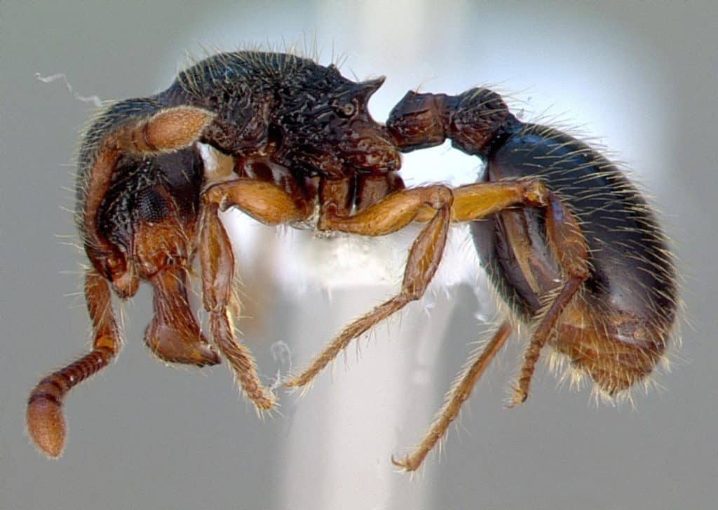Myrmecina graminicola