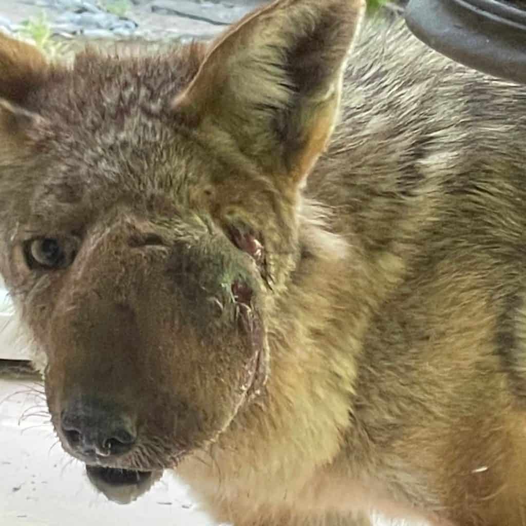 Wendy the coyote