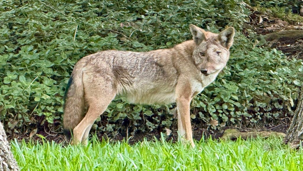 Wendy the coyote