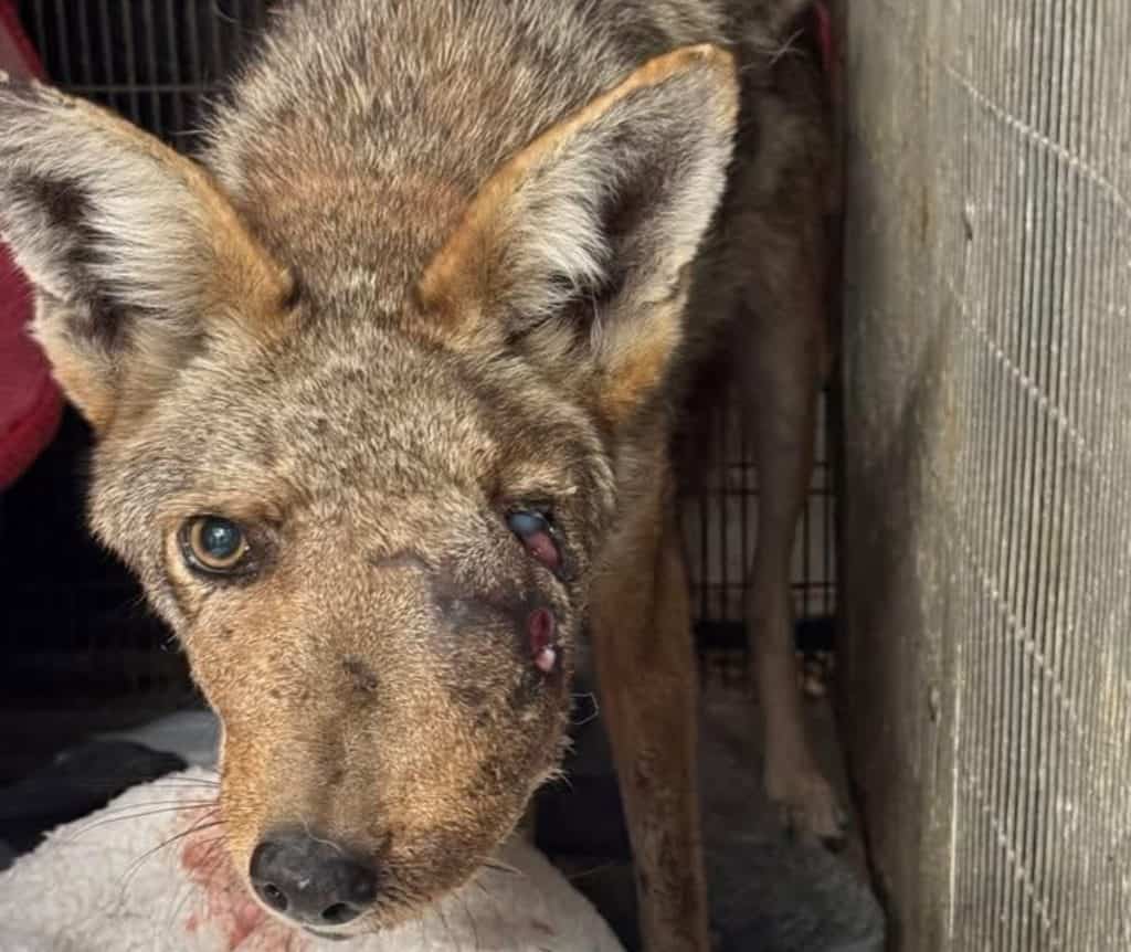 Wendy the coyote