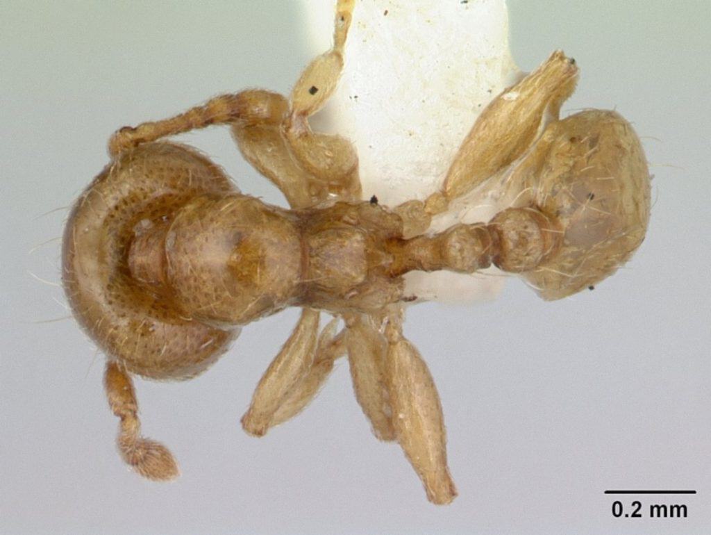 Allomerus decemarticulatus