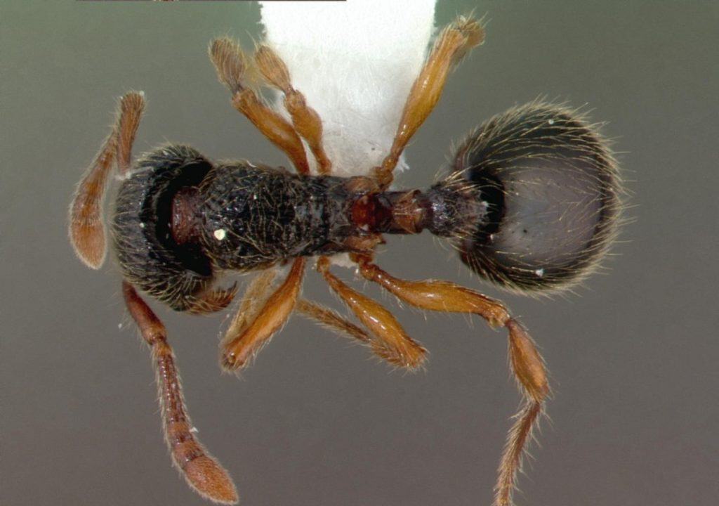 Myrmecina graminicola