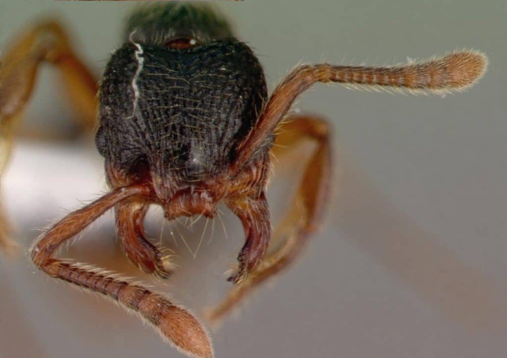 Myrmecina graminicola