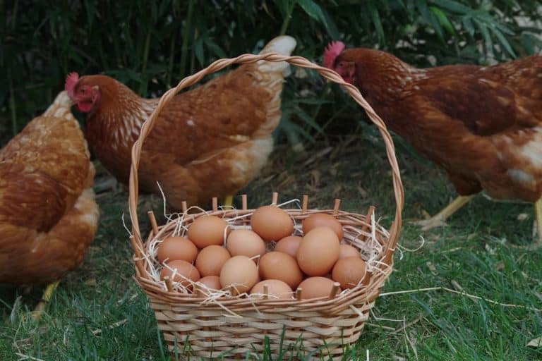 Which Came First, The Chicken Or The Egg? Scientists Finally Have The Answer