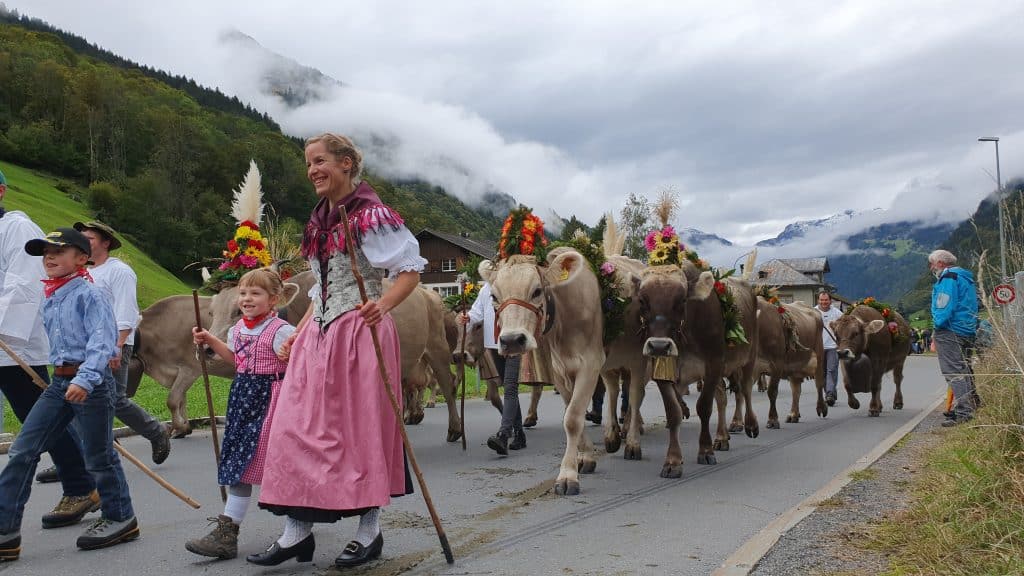 In the last week of September and the first week of October all cattle will be guided down from the alps in Switzerland to spend the winter in the valleys. The farmer families are dressed in traditinal costumes and the cattle is decorated with bells and flowers.