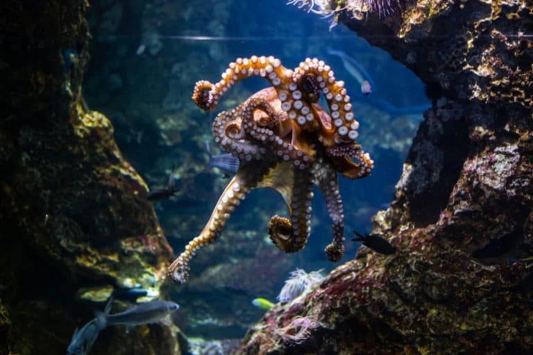An Octopus Escapes From Its Aquarium: The Way It Made It Back To The Ocean Is Incredible