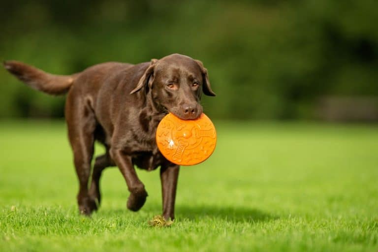 These dog breeds bite the most in 2026, and they're not the ones you'd expect