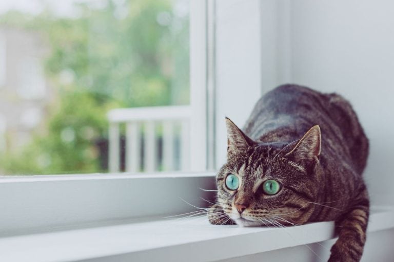 This is how long cats can actually be left home alone safely