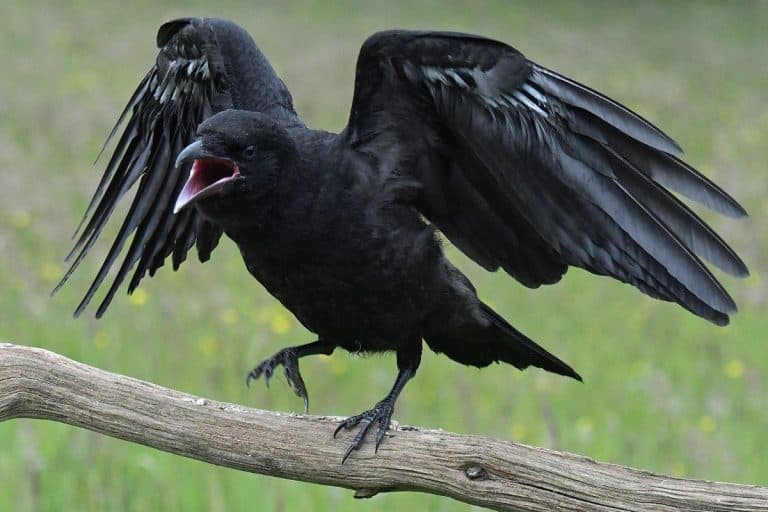 The Shocking Intelligence Of Crows: What These Birds Can Really Do Will Stun You