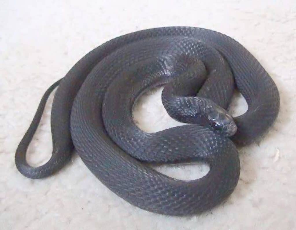 Dasypeltis altra curled up