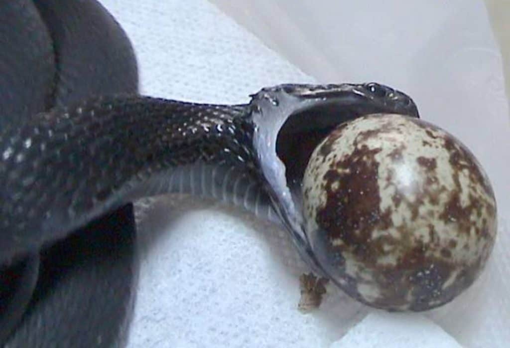 Dasypeltis altra eating a bird egg