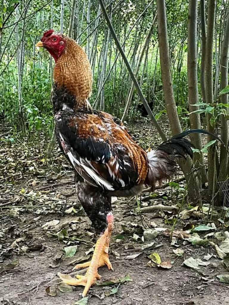 Indio Gigante chicken