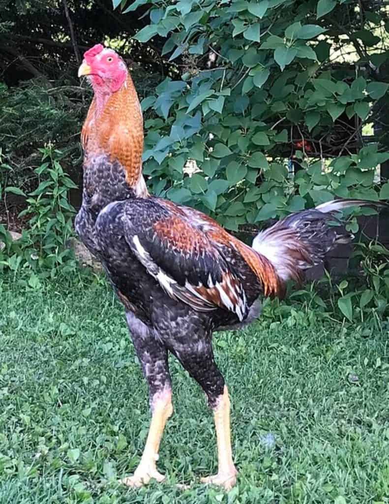Indio Gigante chicken