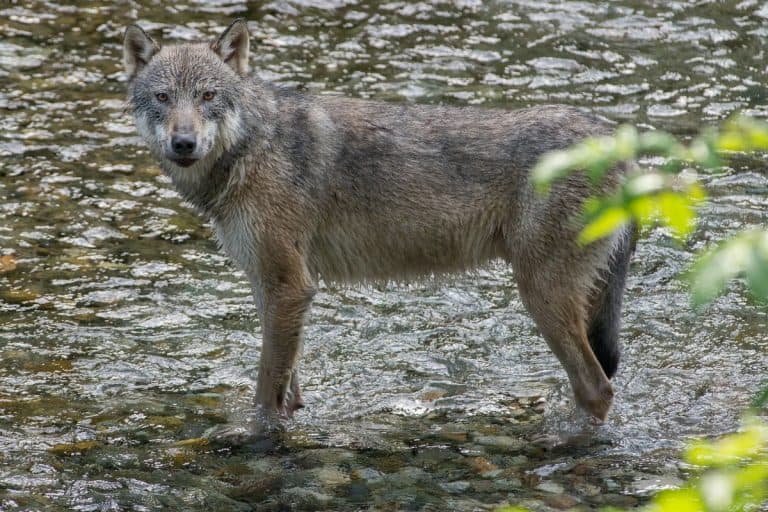 Wolves are now hunting in the water, and researchers don't know how yet